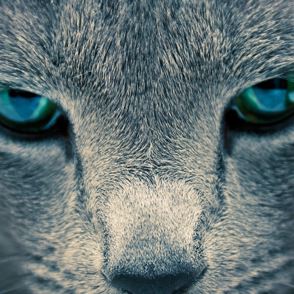 Глаза кошки