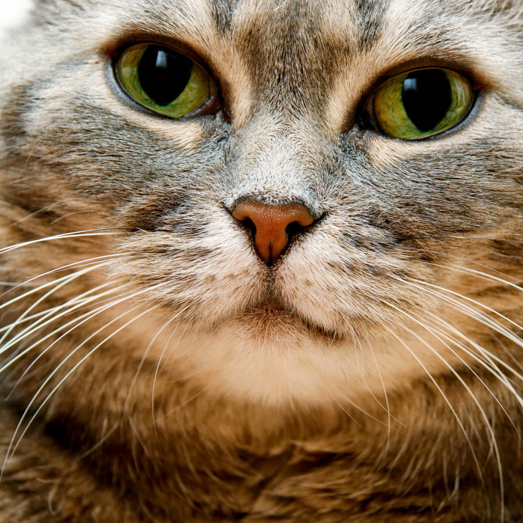 Толстый кот