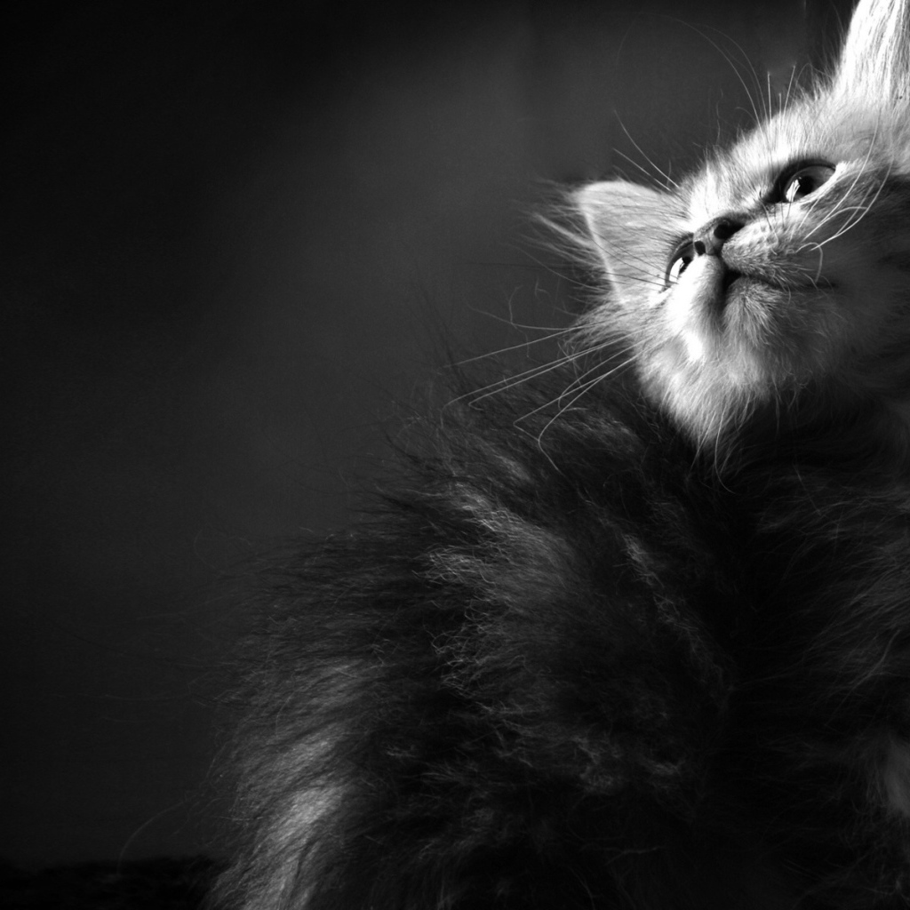 Пушистый котенок