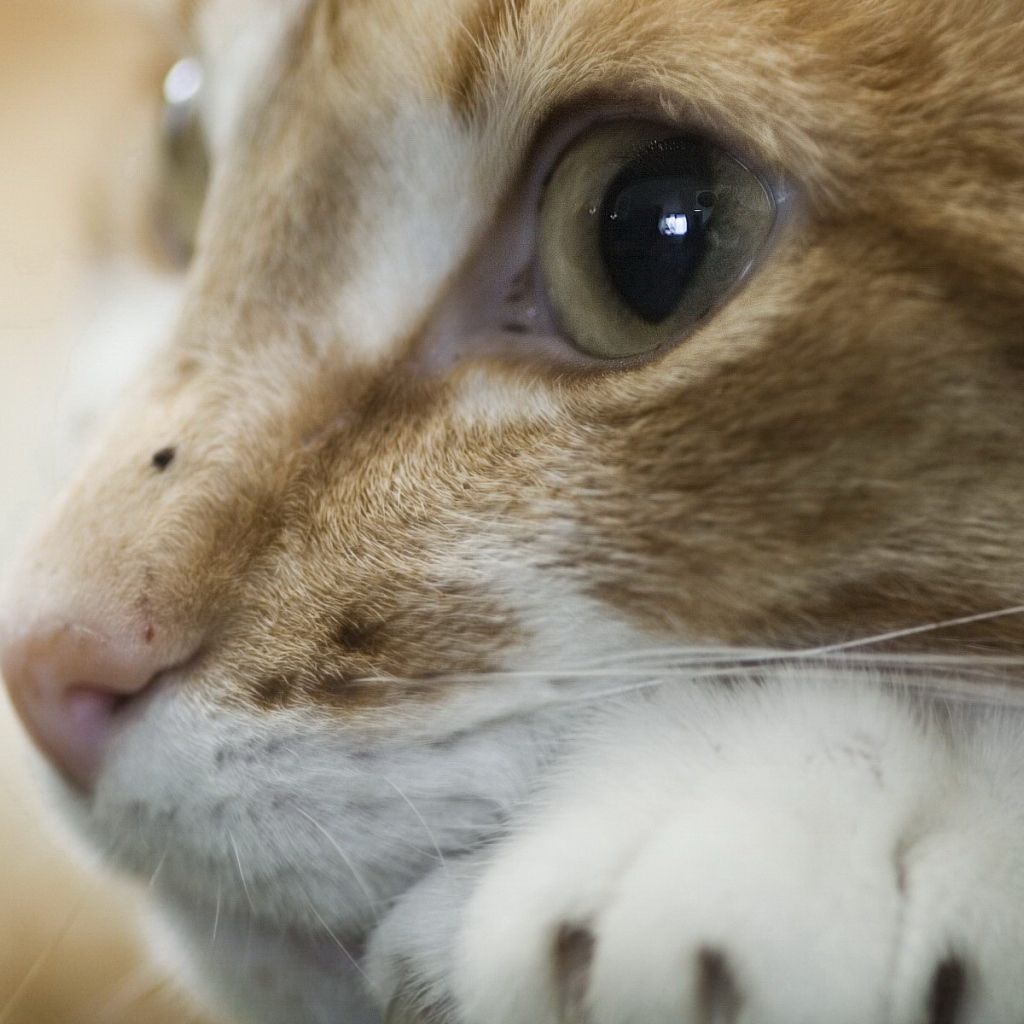 Рыжая кошка