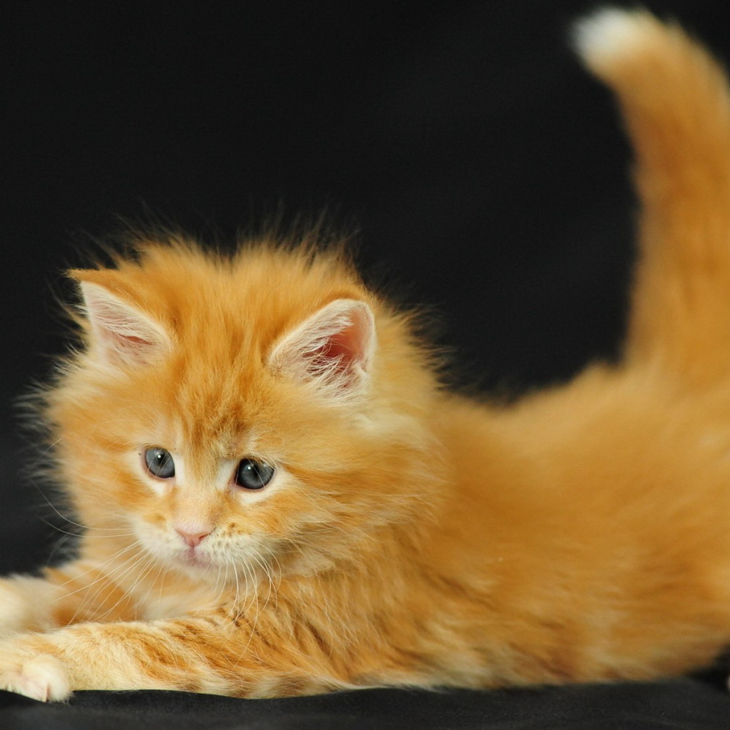 Рыжий котенок