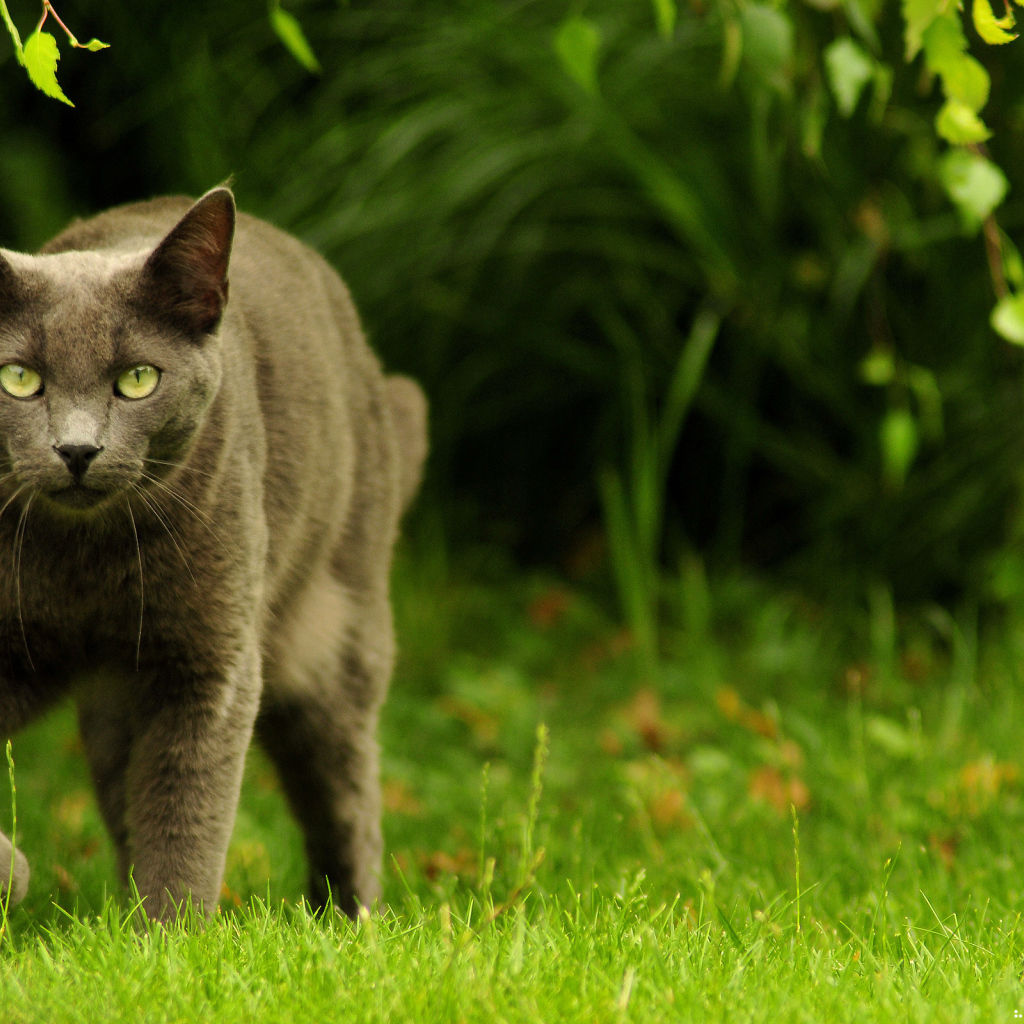 Зеленоглазый охотник