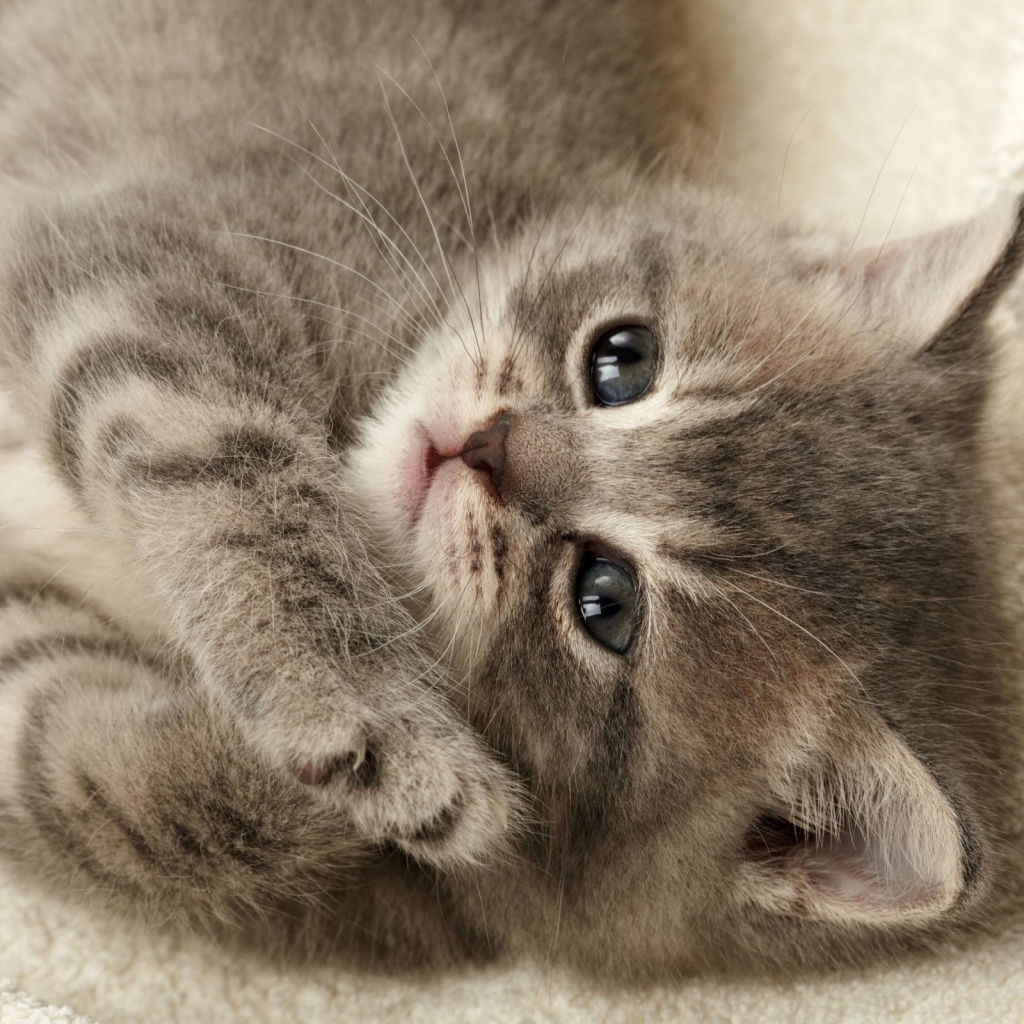 Серый котенок