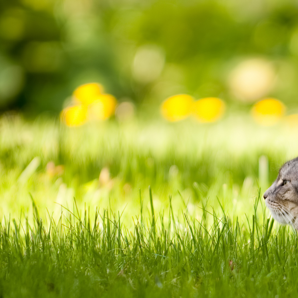 Спрятался в траве
