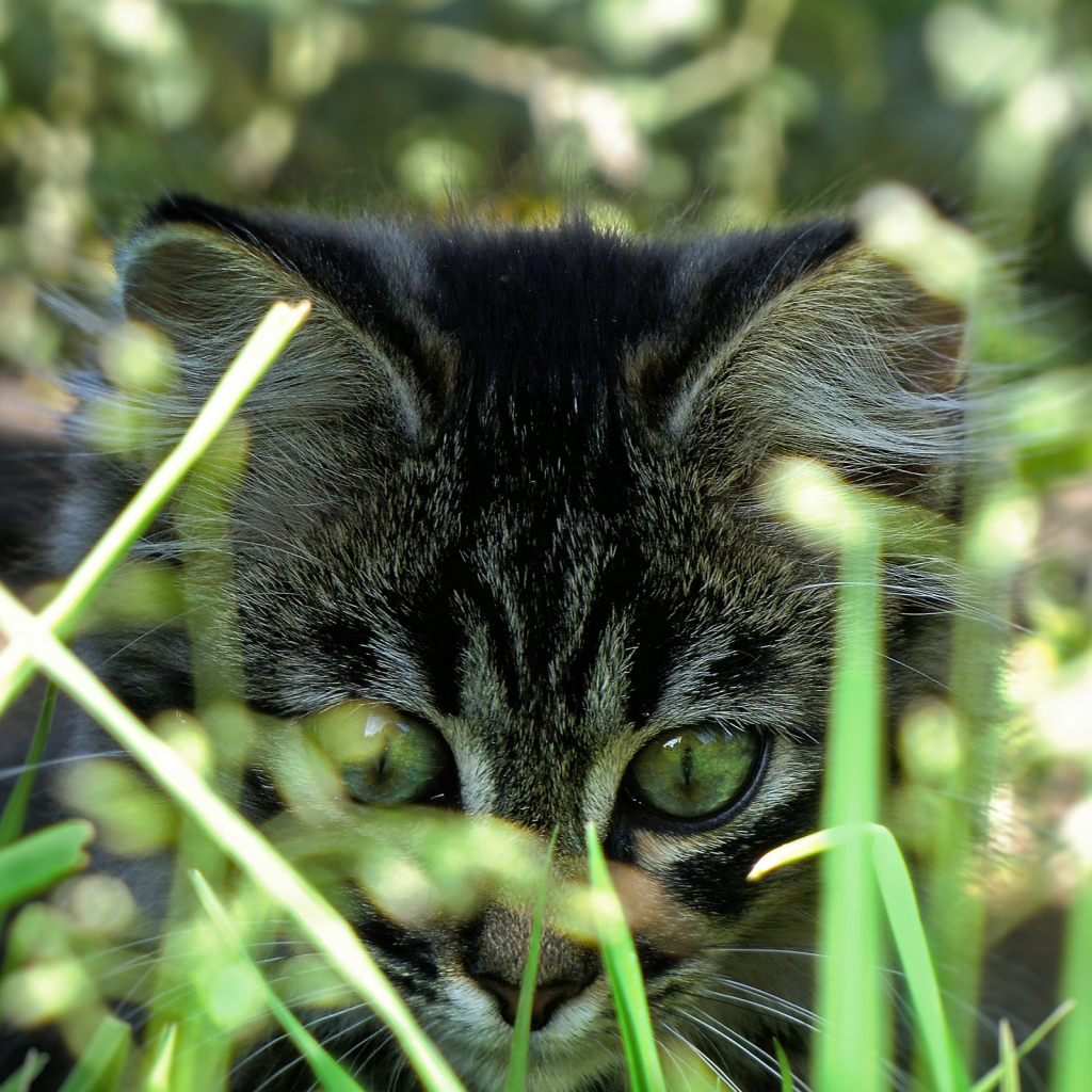 Вот это трава!