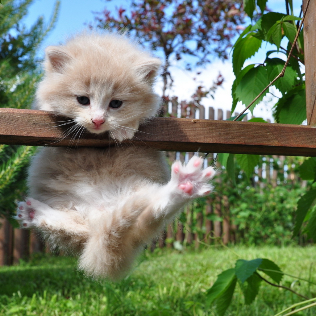 Котенок на заборе