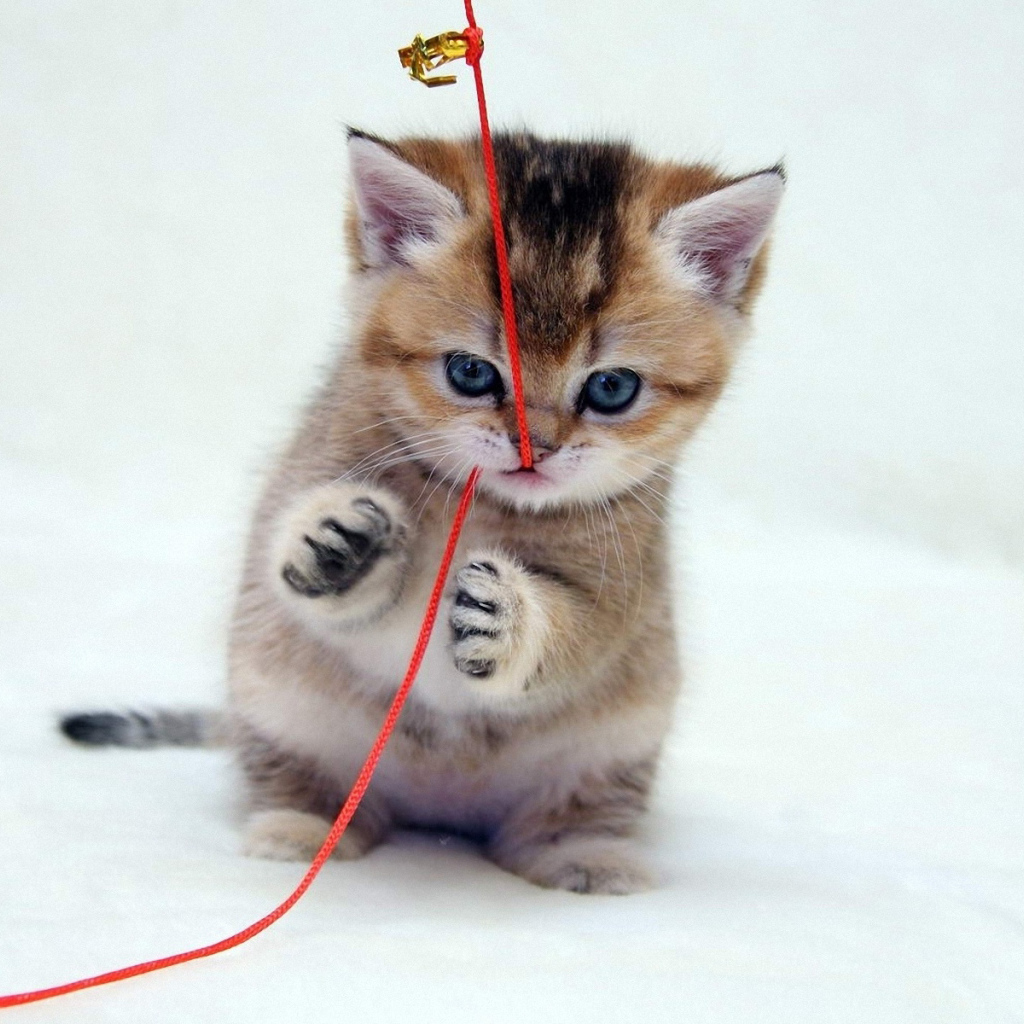 Играющий котенок