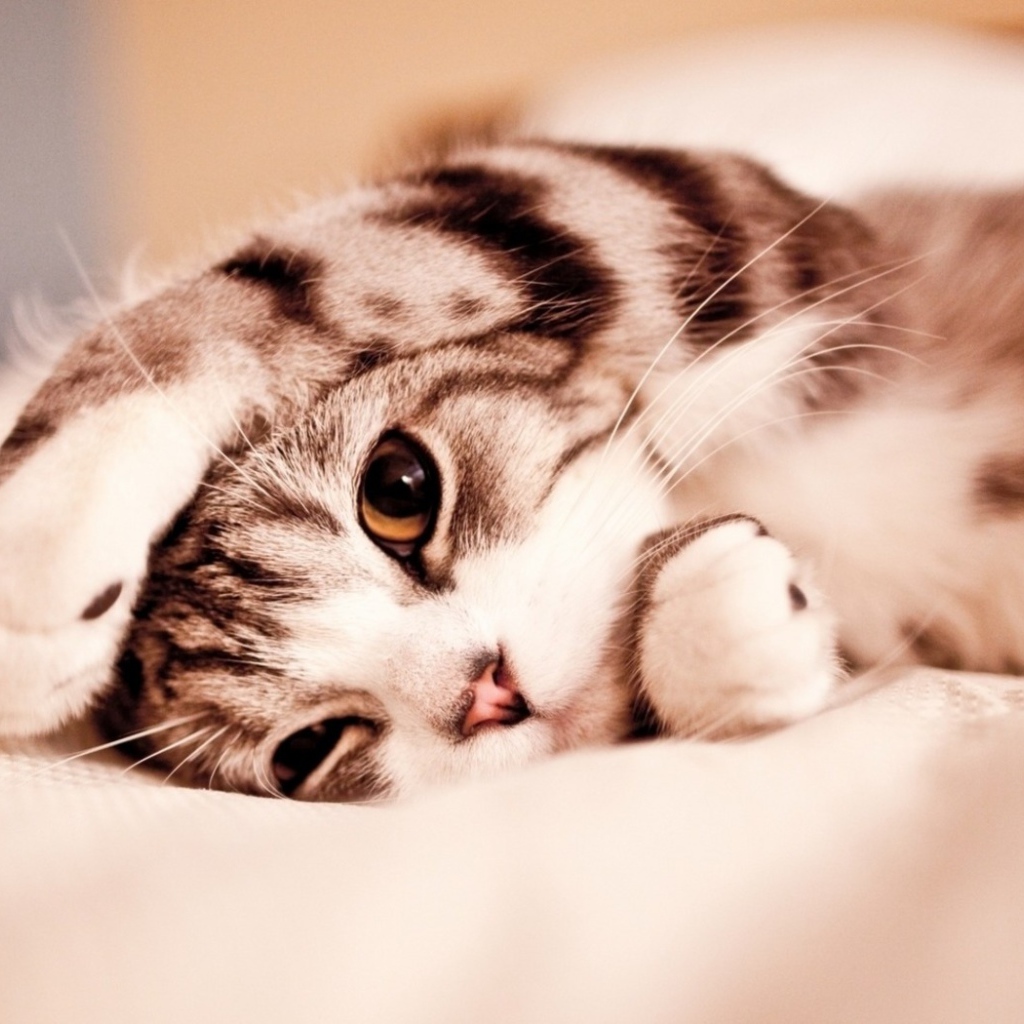 Маленький котенок