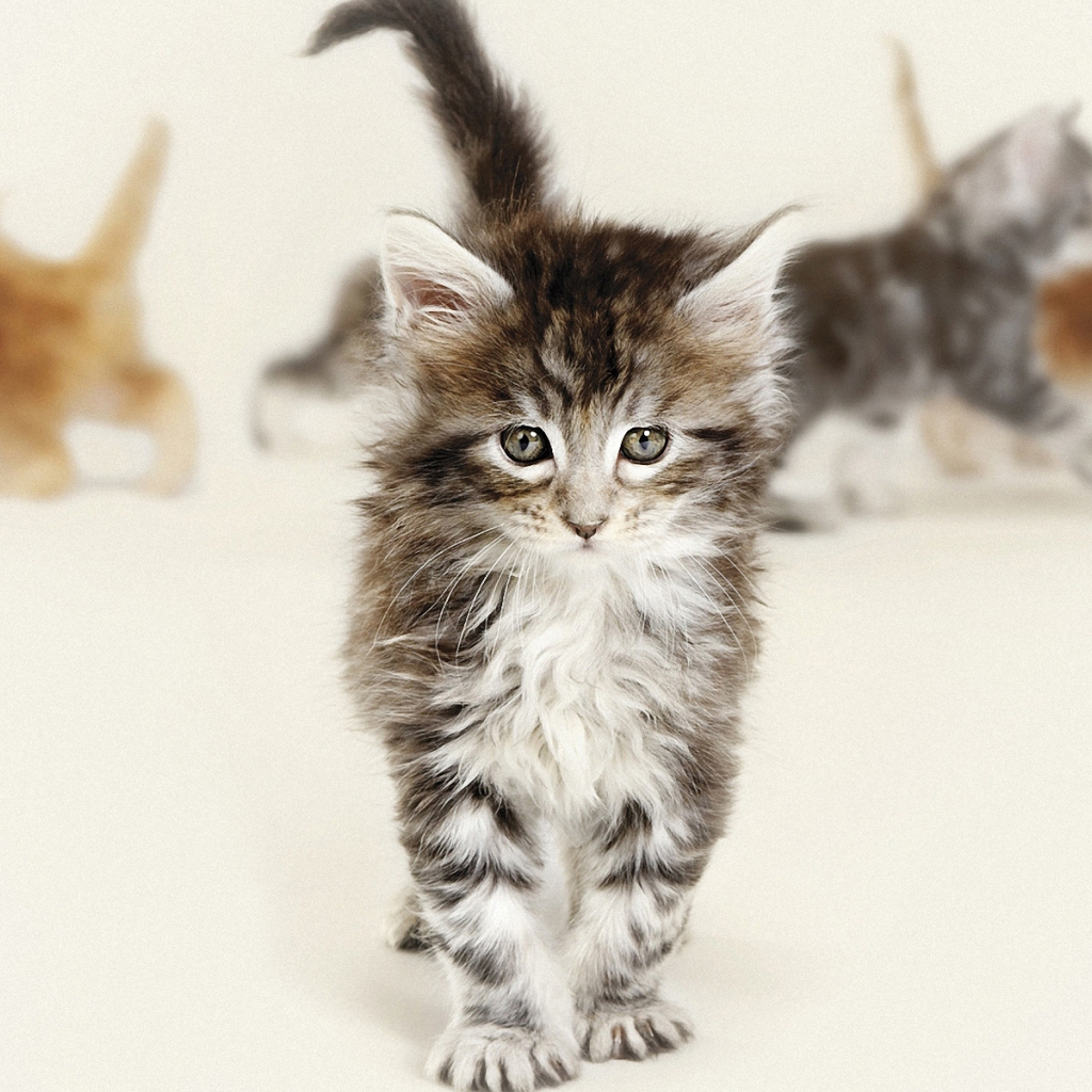 Красивый котенок