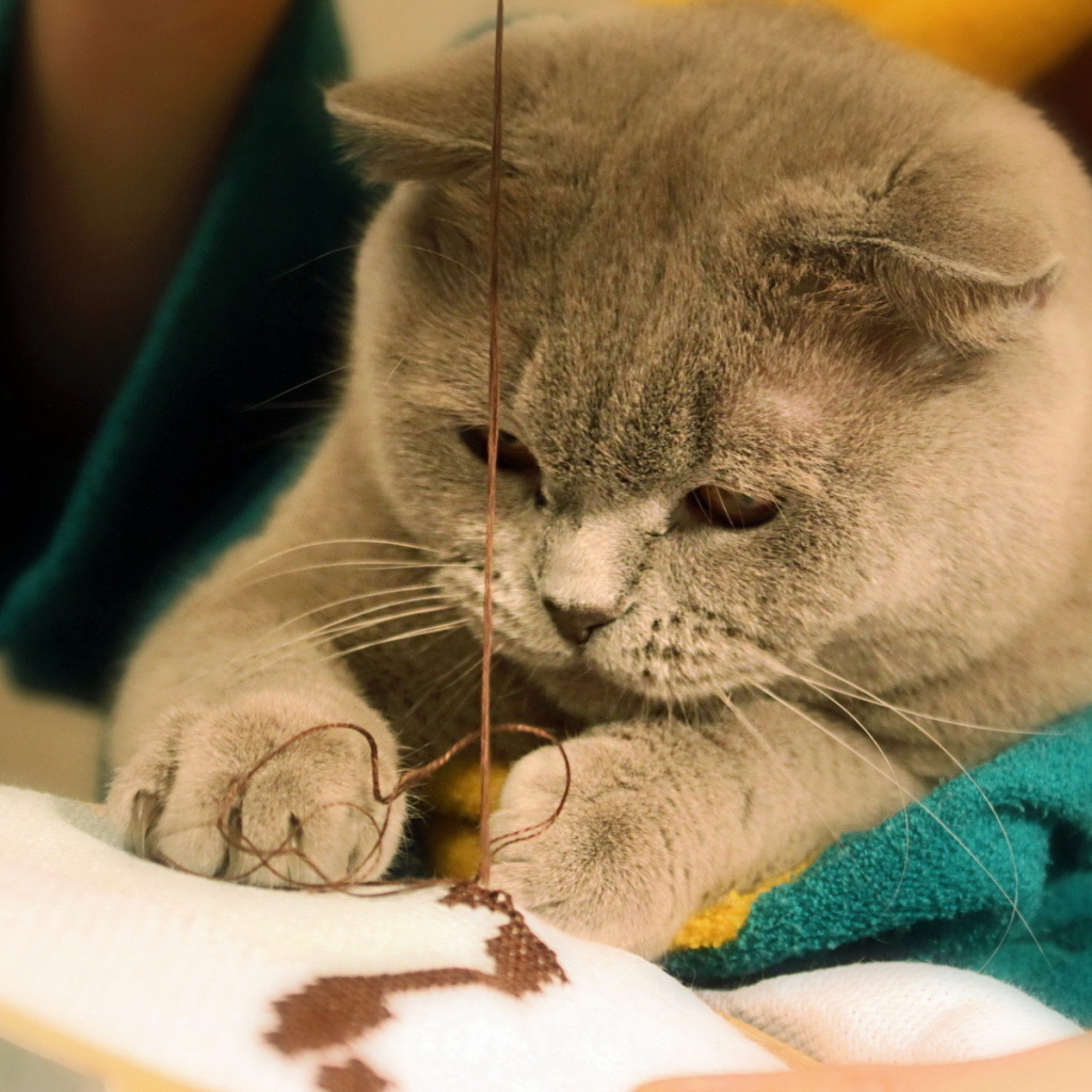 Играющая кошка