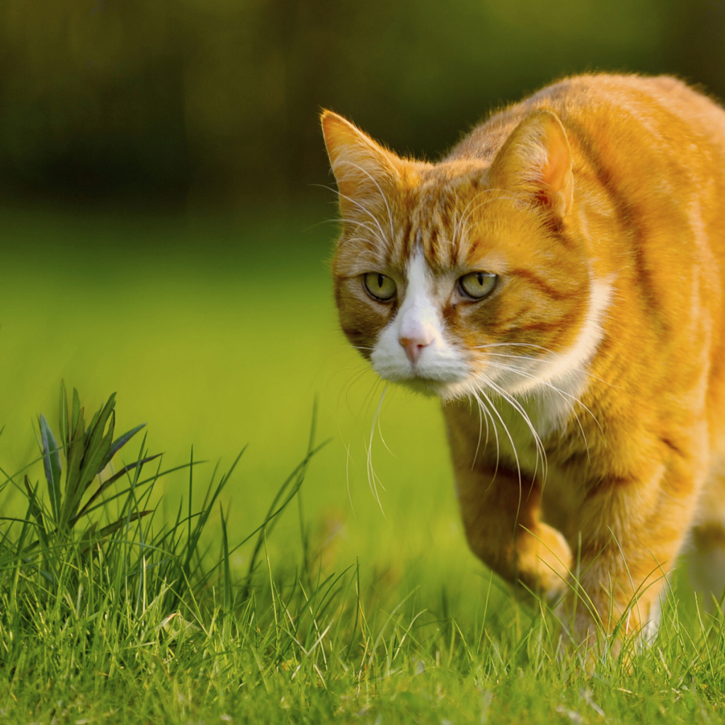 Крадущийся кот