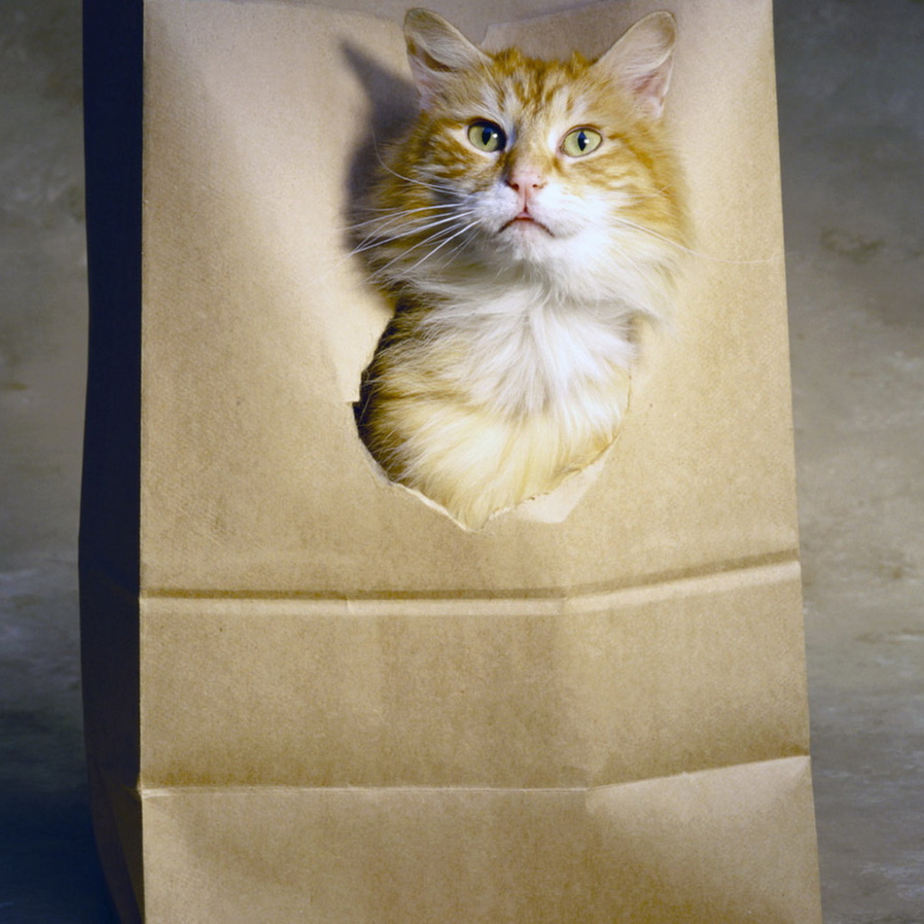 Рыжий кот в пакете