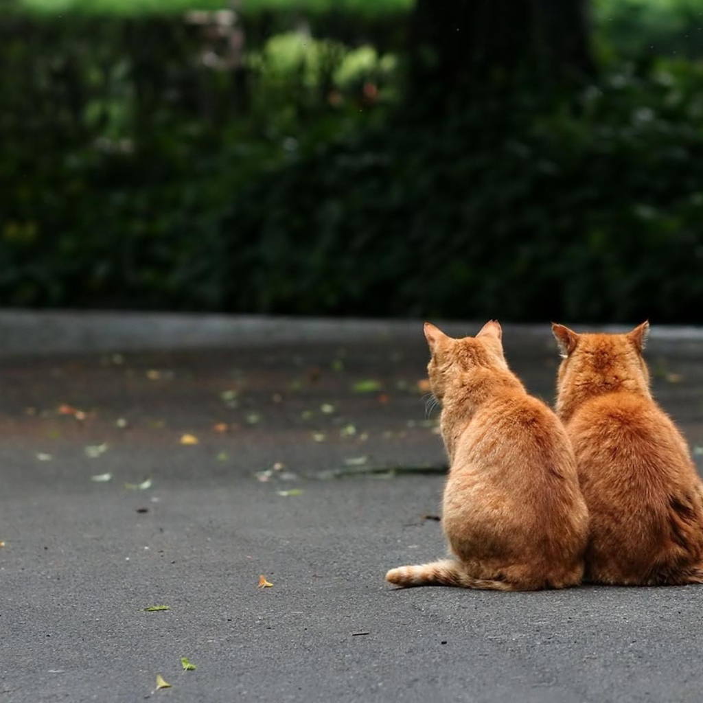 Рыжие братья