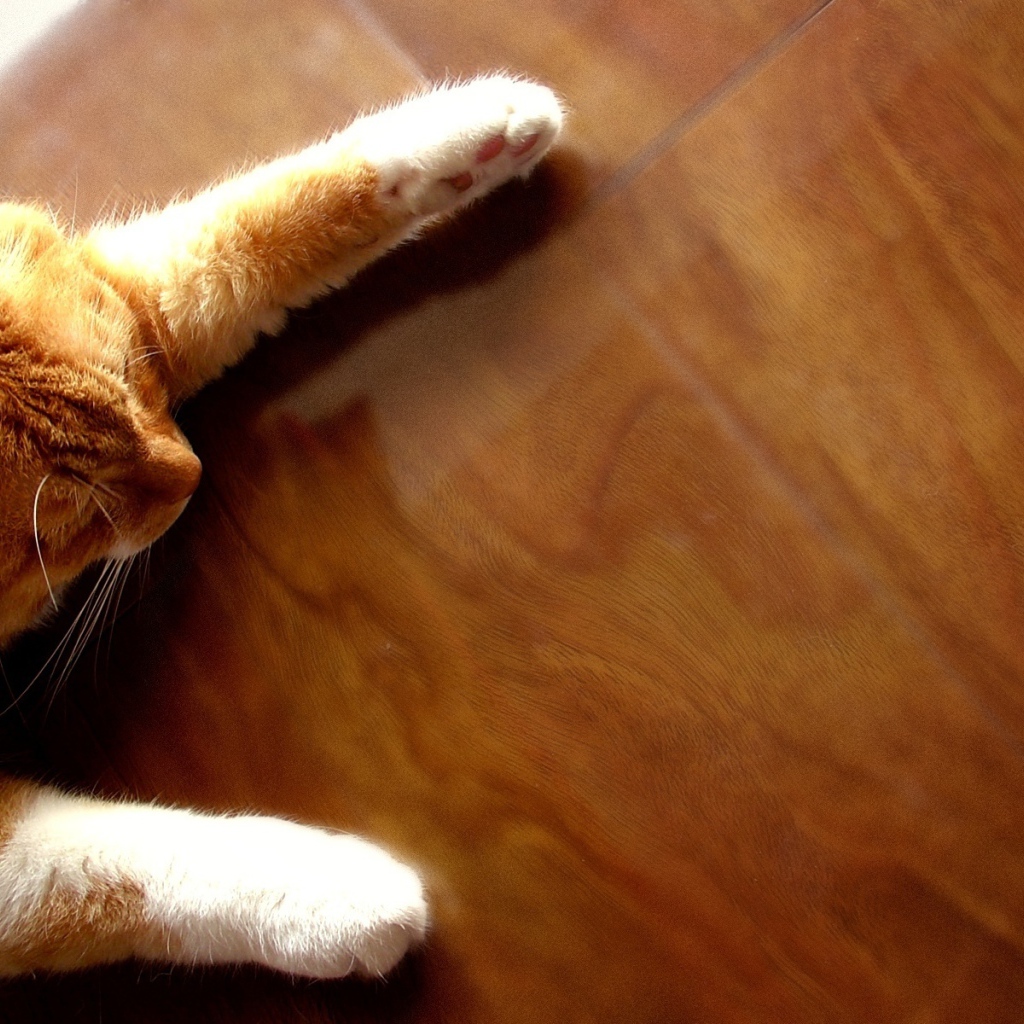 Рыжий кот на полу