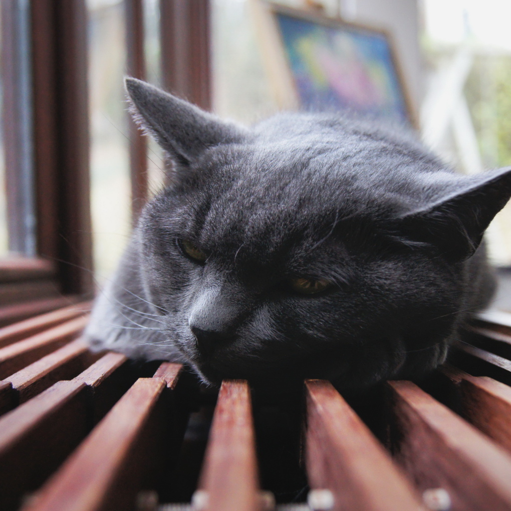 Отдыхающий кот