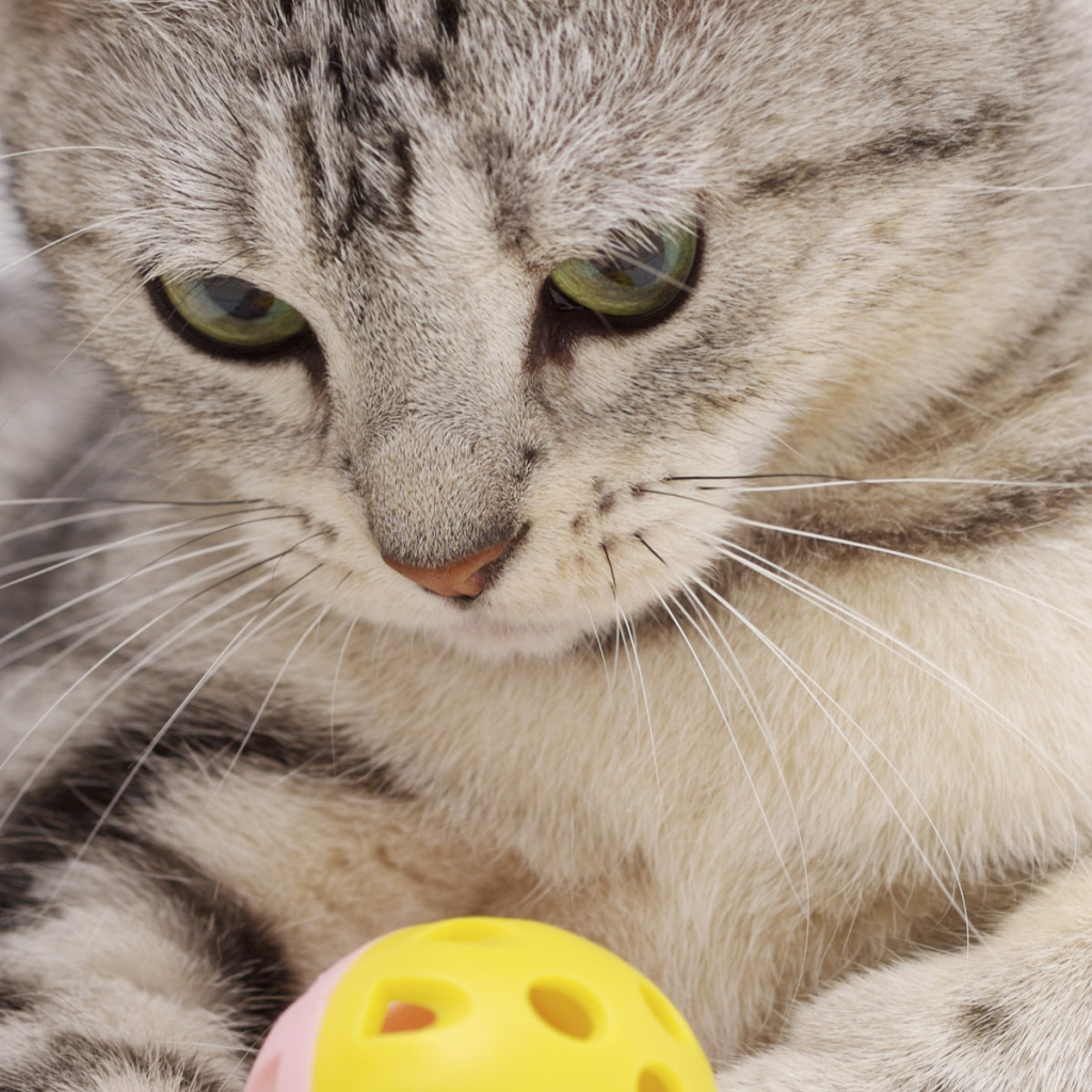 Прямоухий Скоттиш Страйт