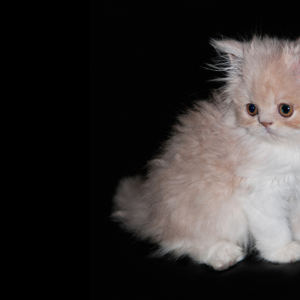 Лохматый котенок