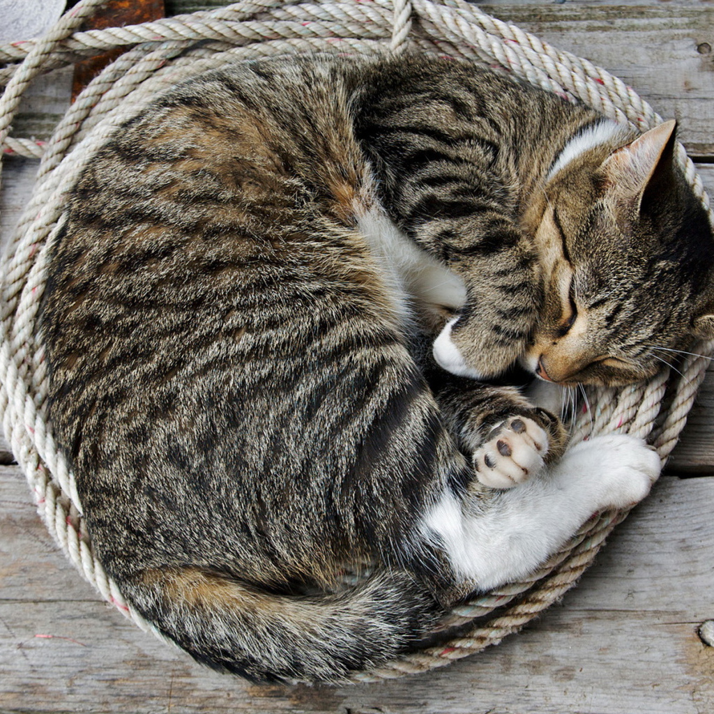 Спящая кошка