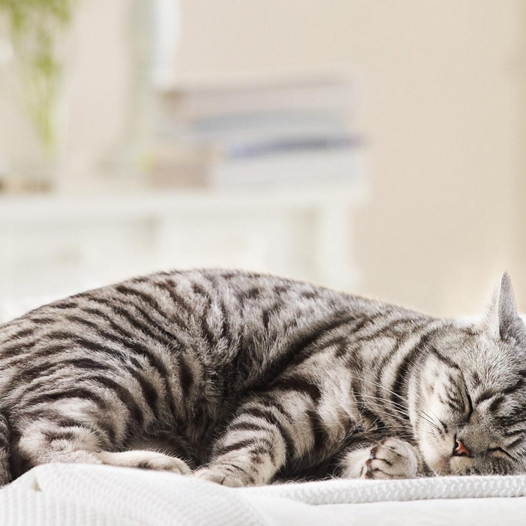 Спящая кошка