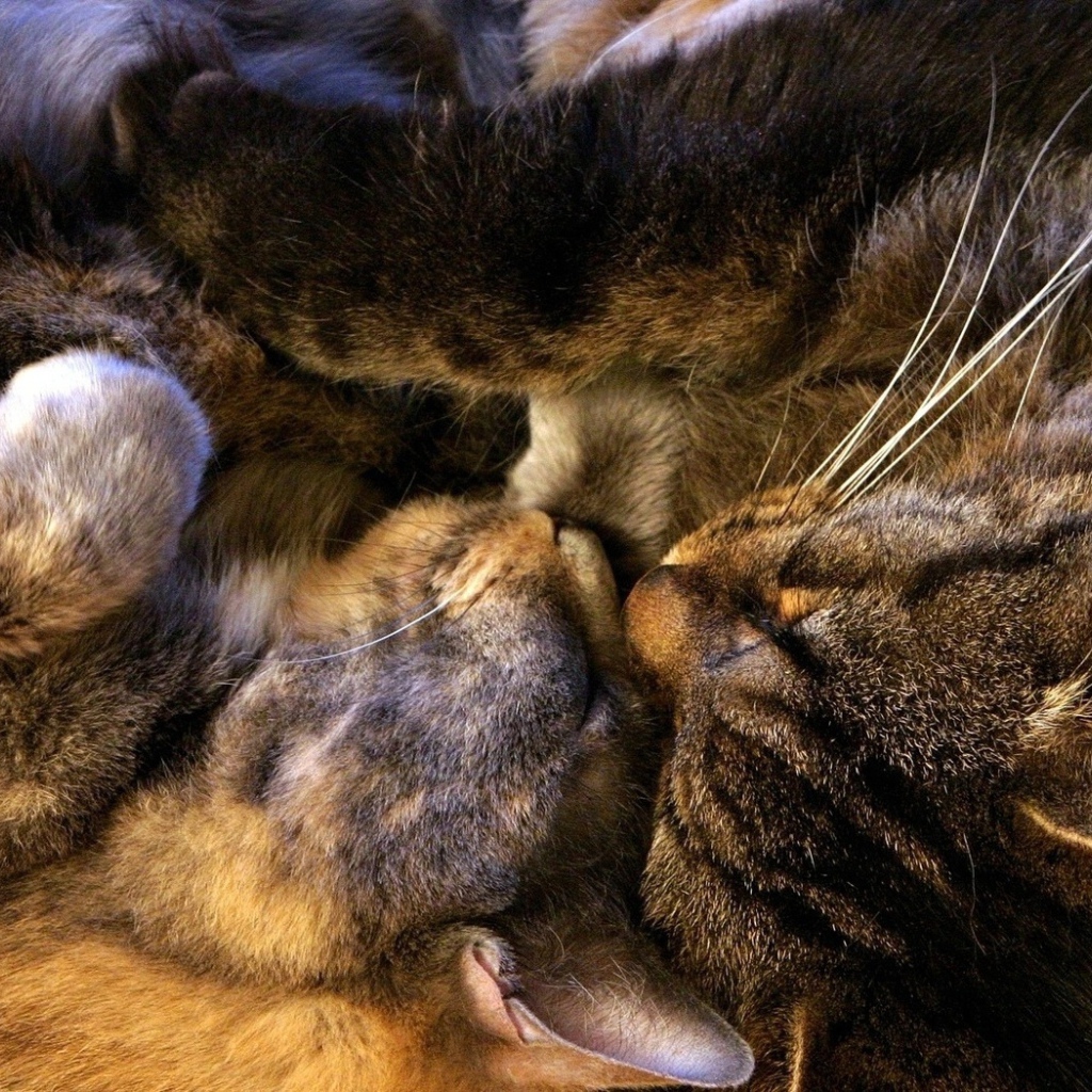 Спящая парочка