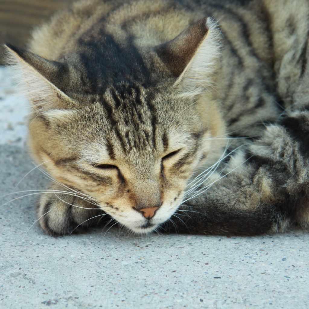 Сонный Васька