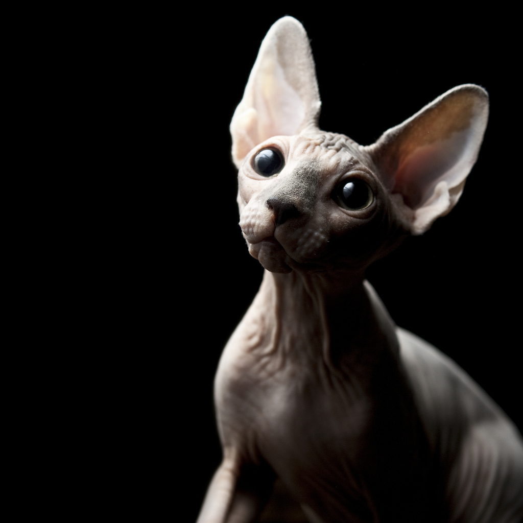 Кошка Сфинкс