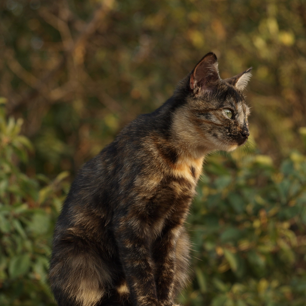 Пятнистый кот