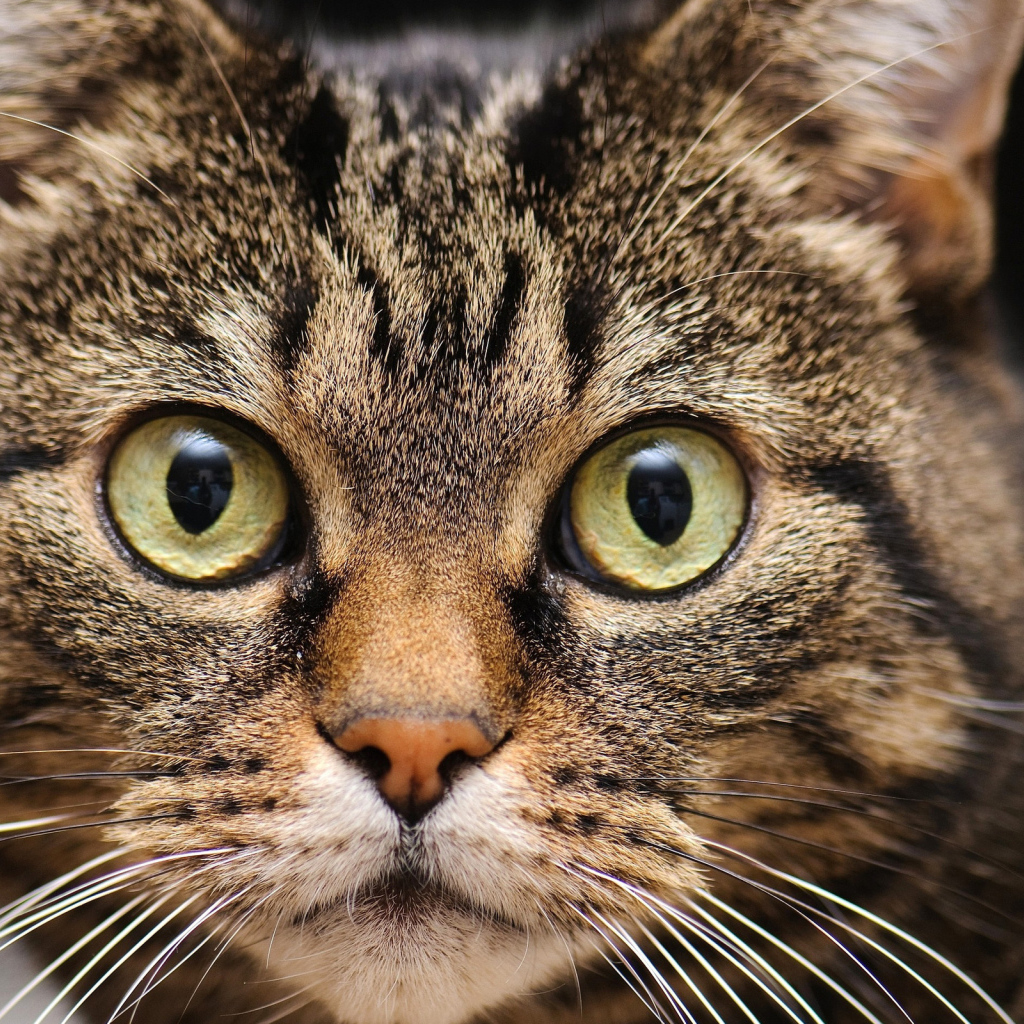 Удивленная мордашка