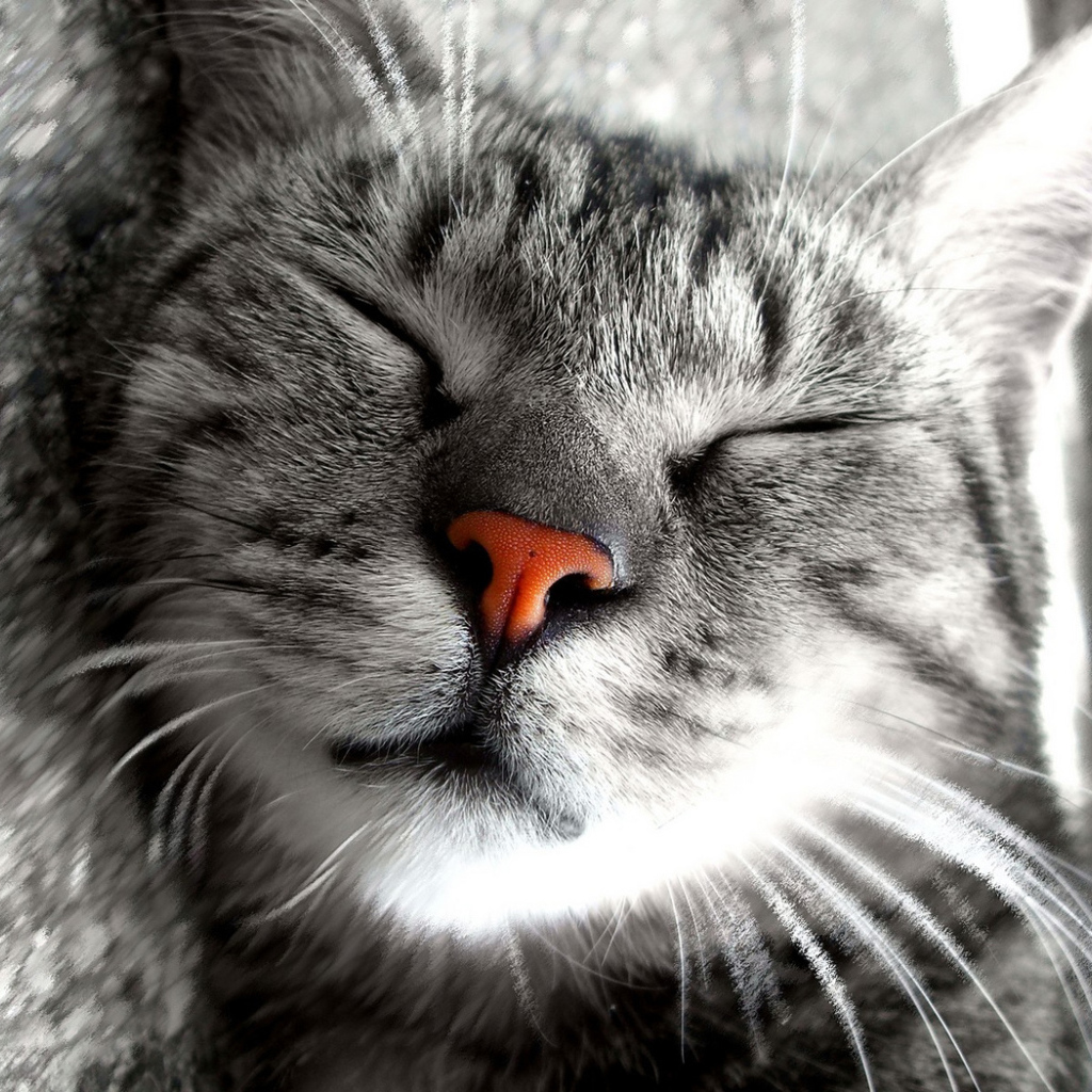 Сладкие кошачьи сны