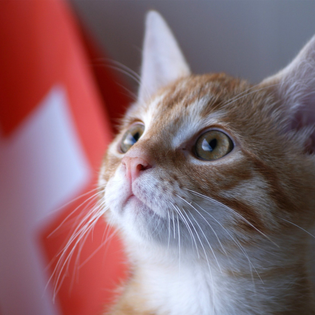 Швейцарский армейский кот