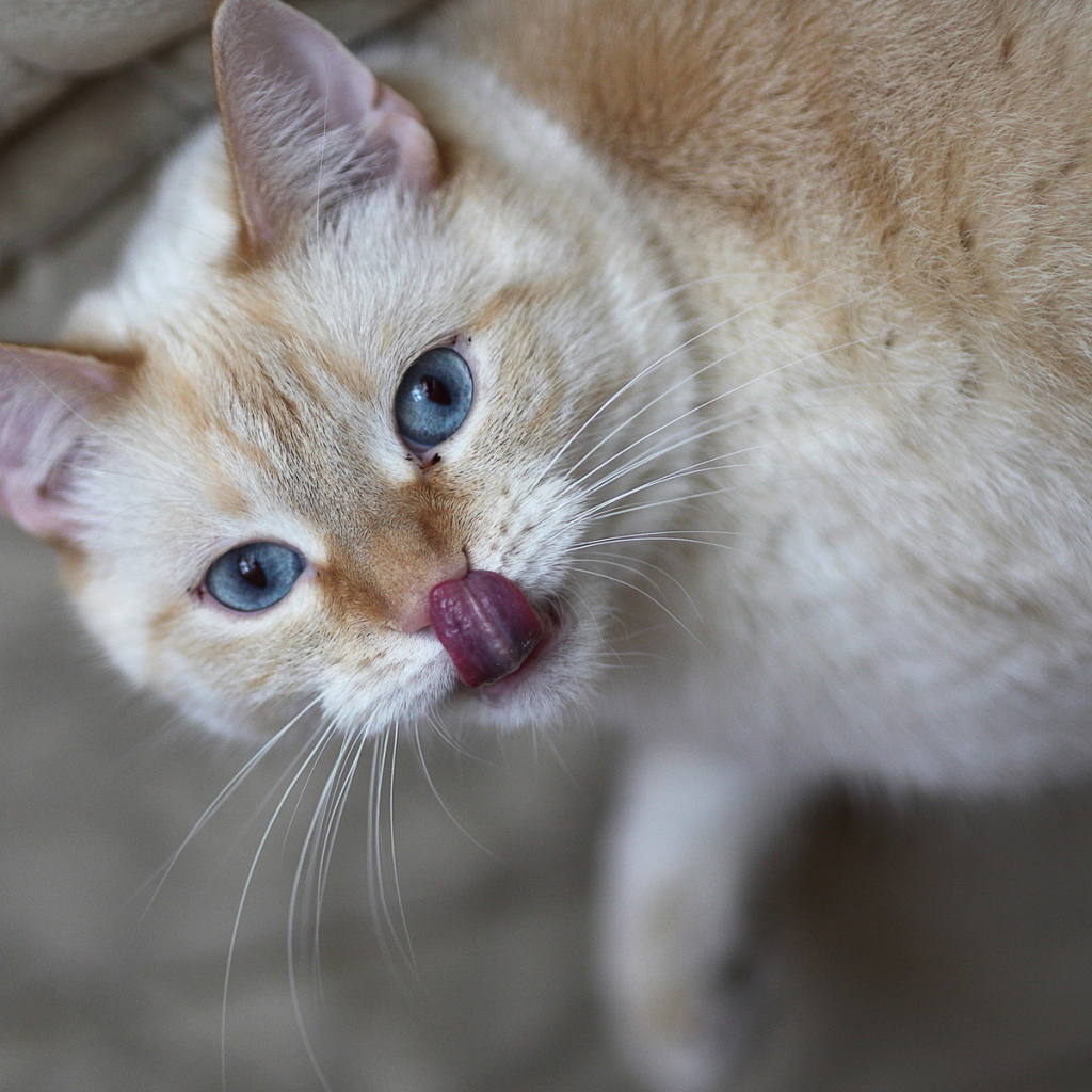 Кошачий язычок