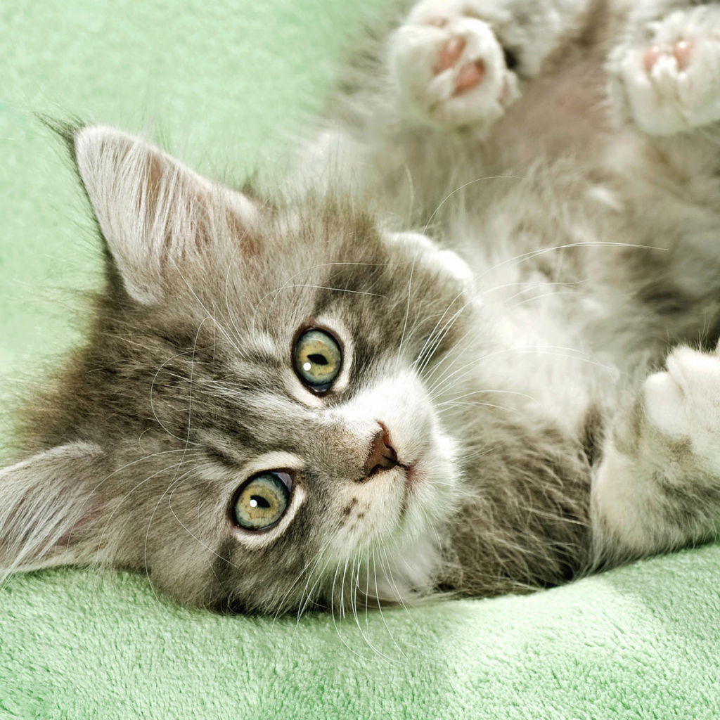 Неженка на полотенце