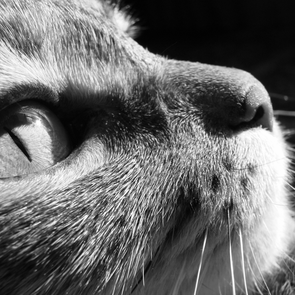 Задумчивый взгляд