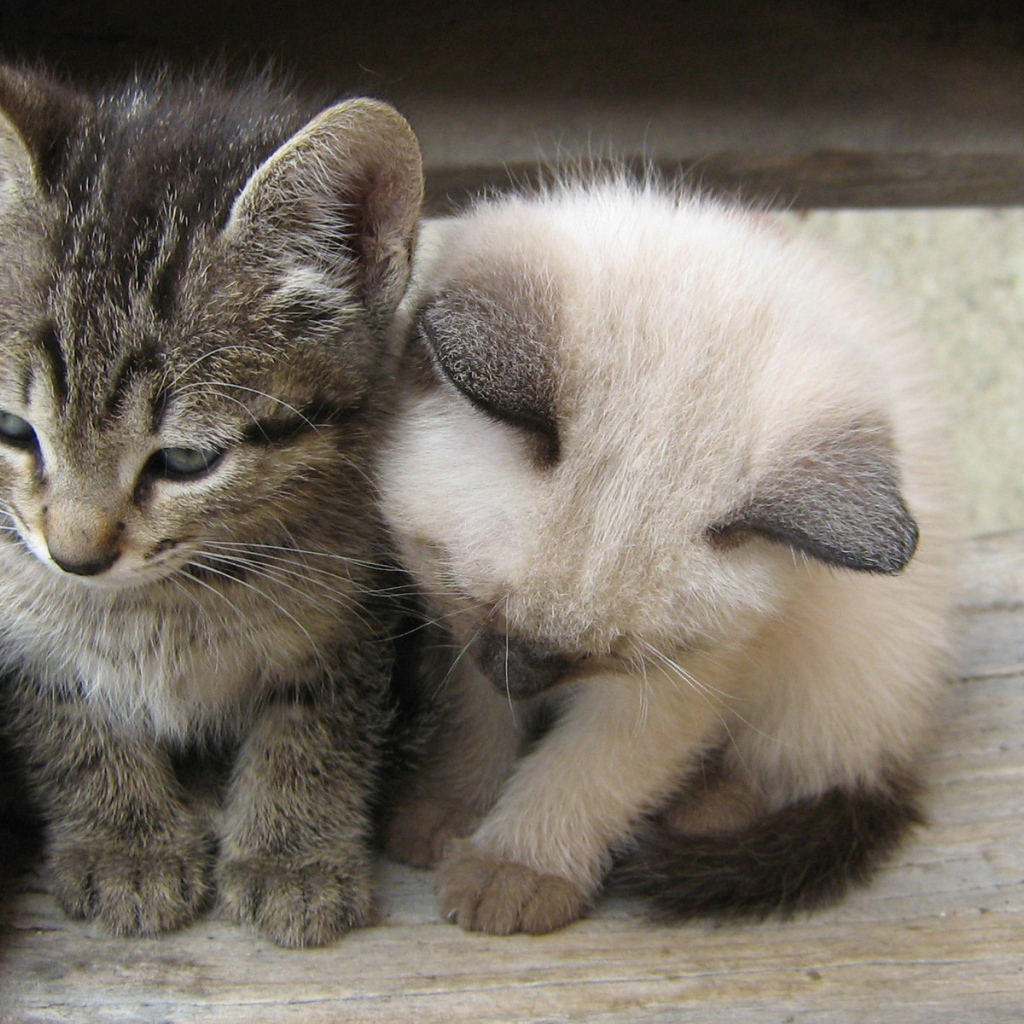 Вместе теплее