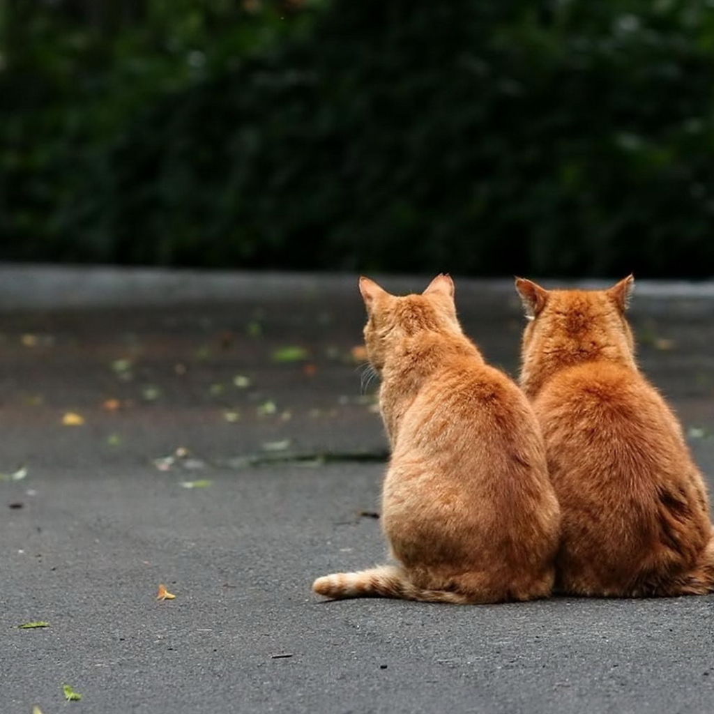 Два рыжих кота