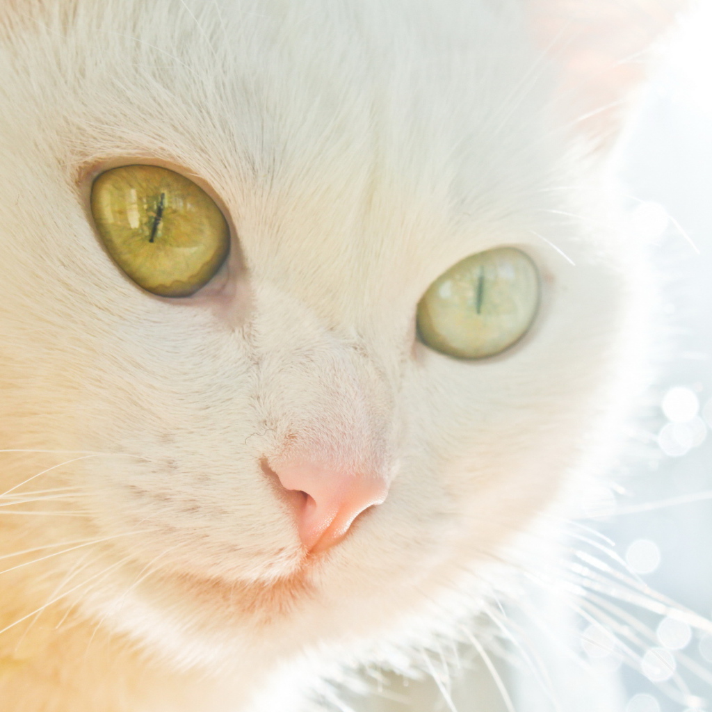 Белая кошка