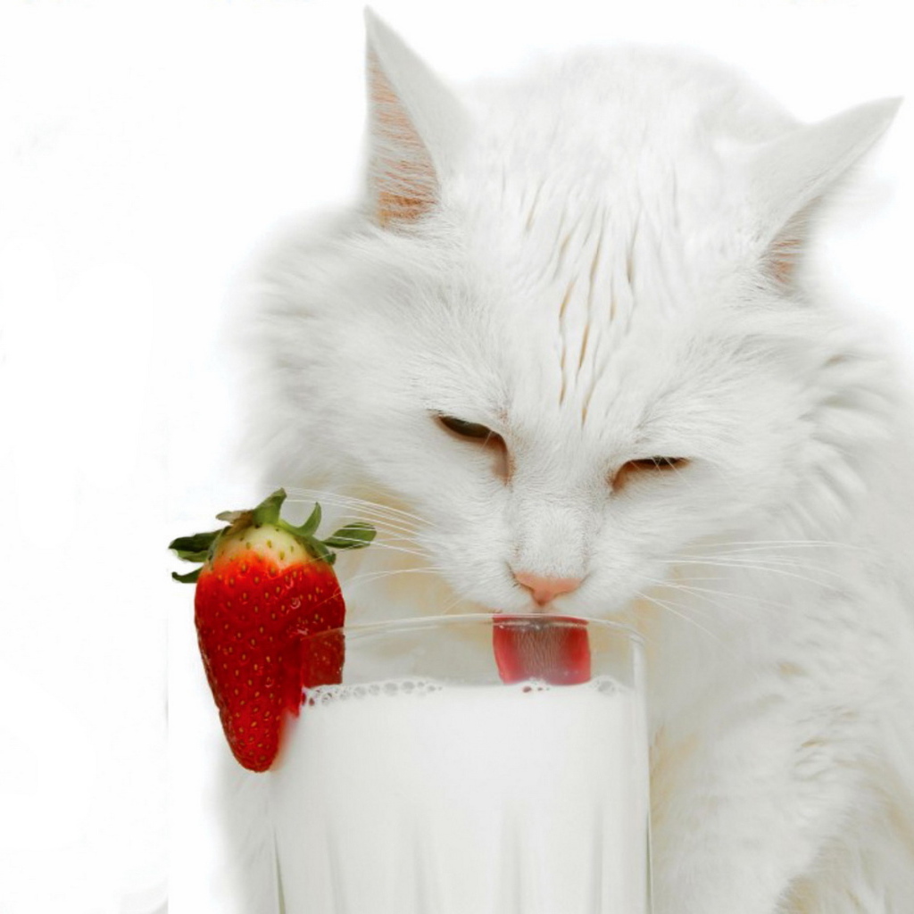 Белая кошка и молоко