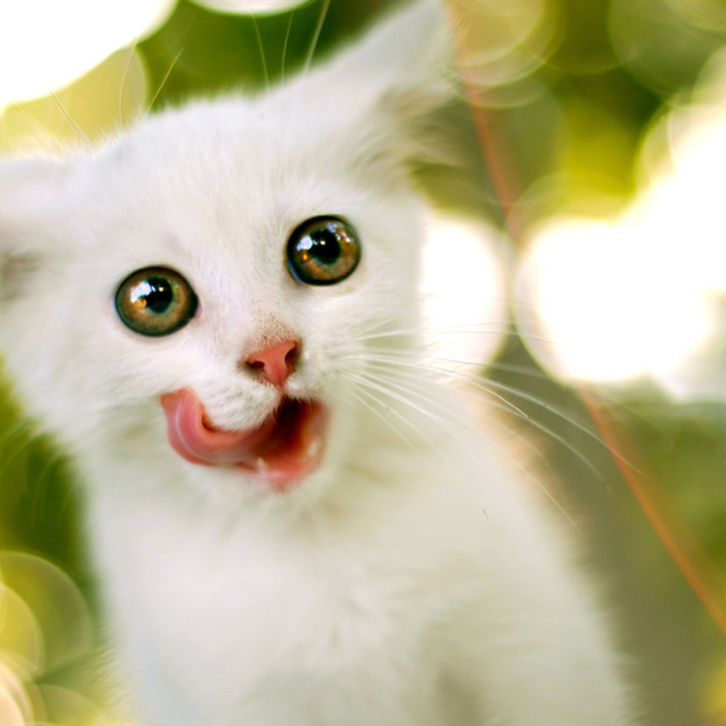 Белый котенок