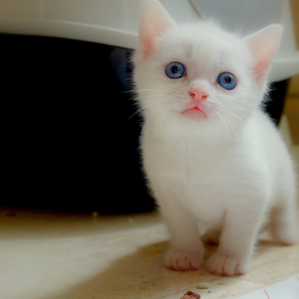 Белый котенок