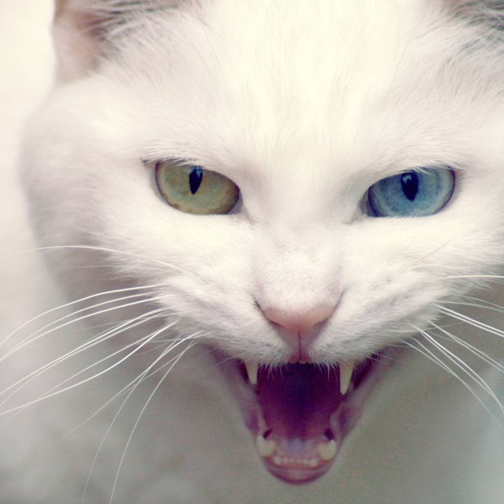 Белая хищница