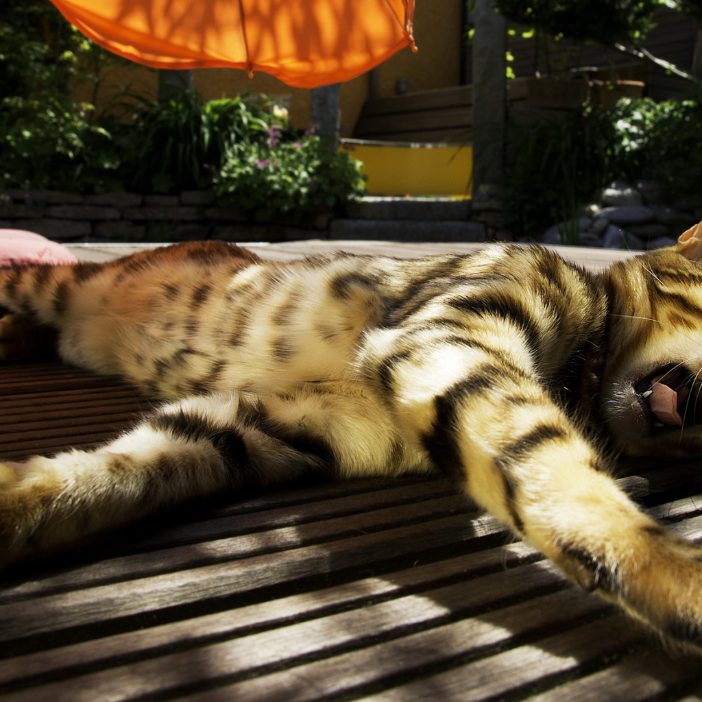 Зевающая кошка