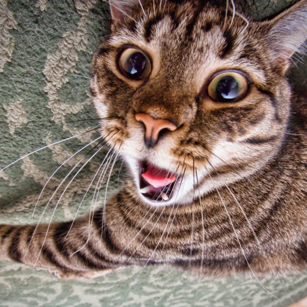 Зевающий кот