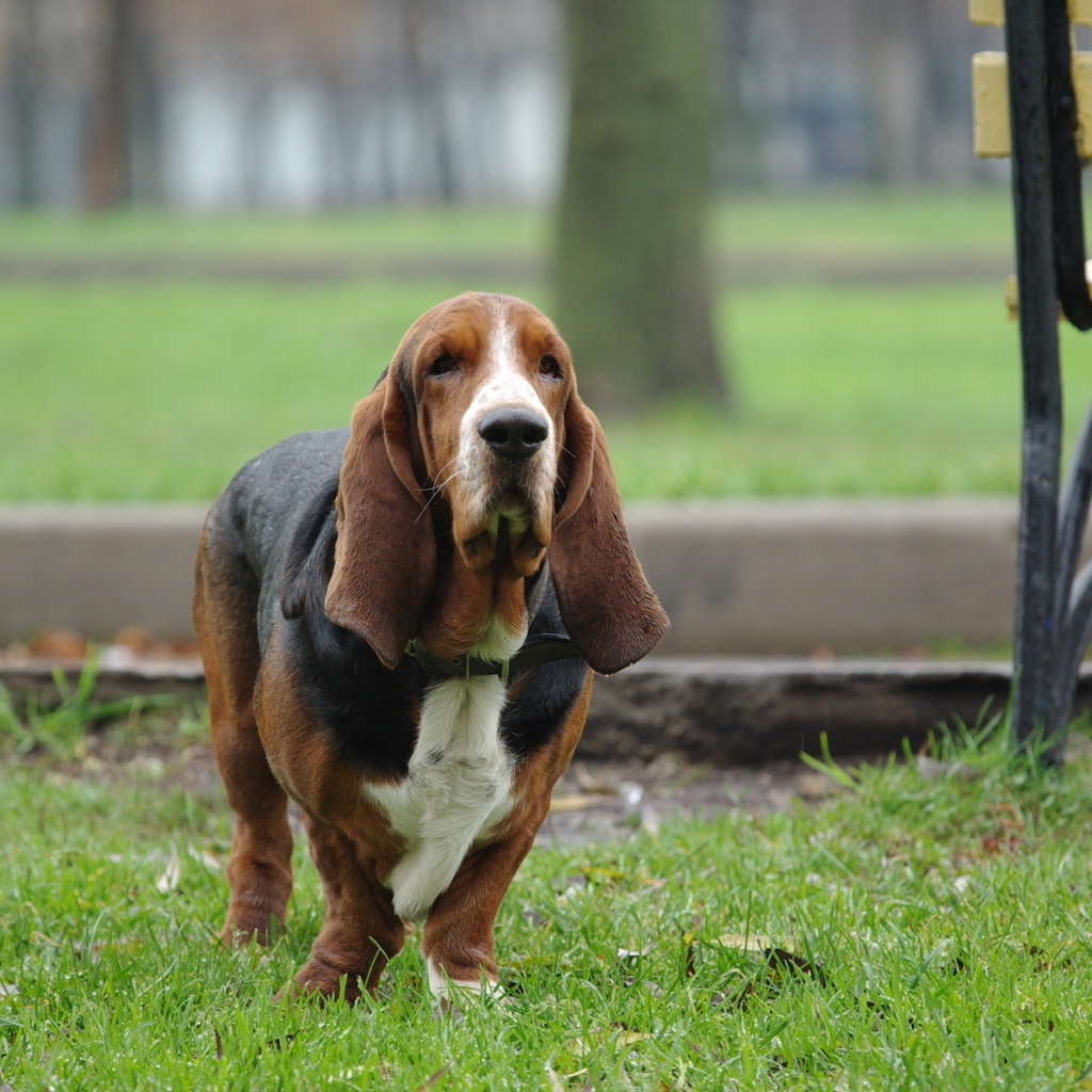 Бассет-хаунд на прогулке