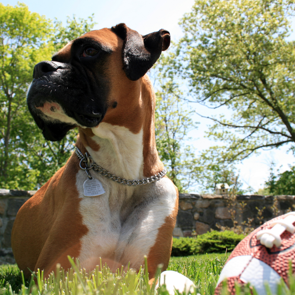 Боксер с мячом