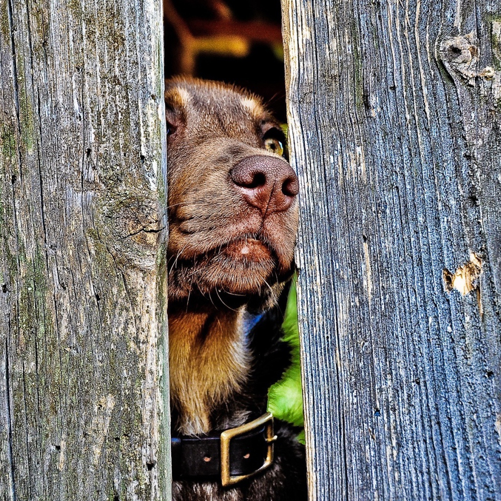 Любопытный пес