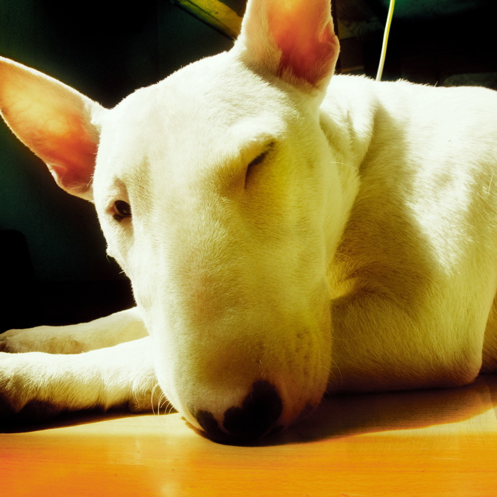 Собака с большим носом