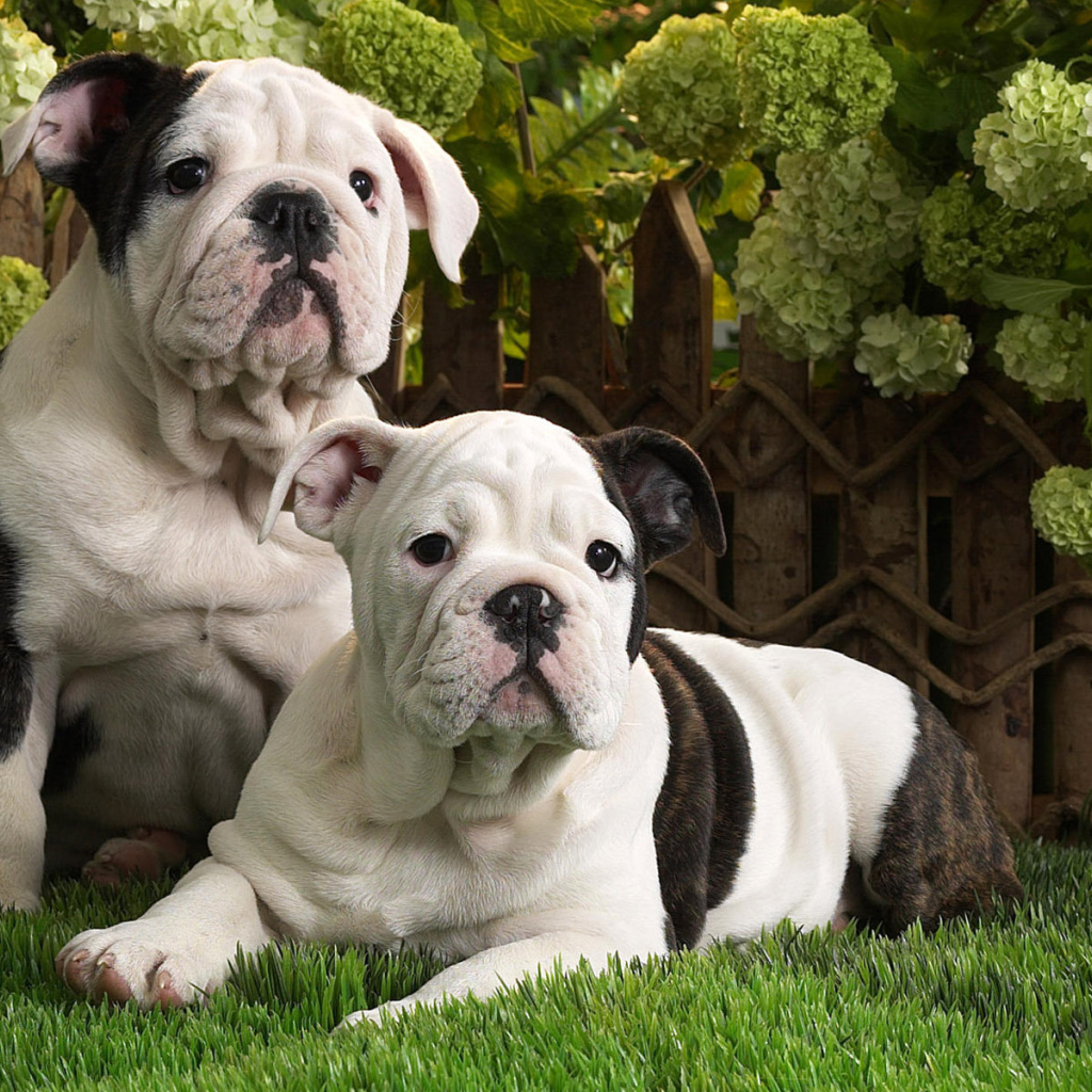 Щенки английского бульдога