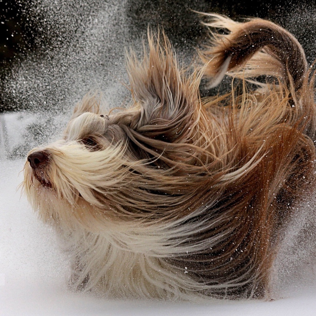 Пушистая собака