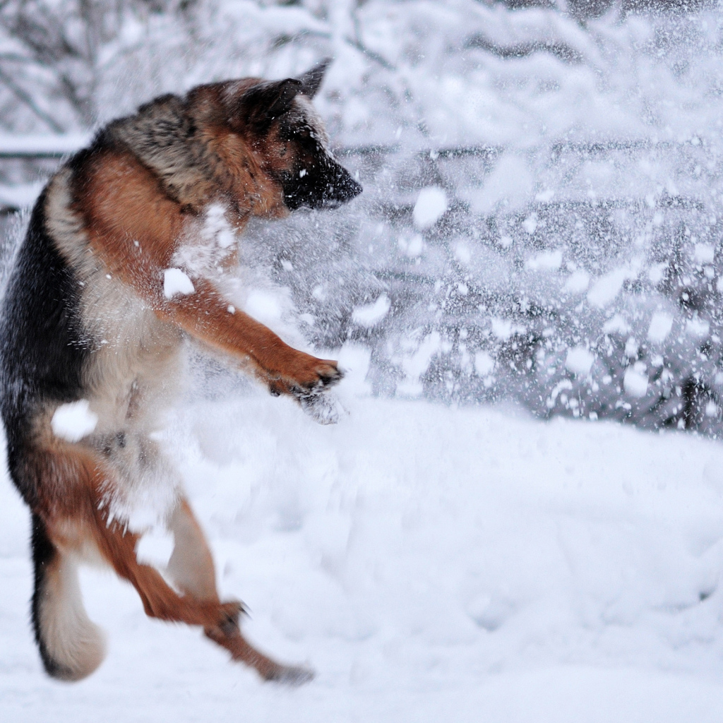 Немецкая овчарка под обстрелом
