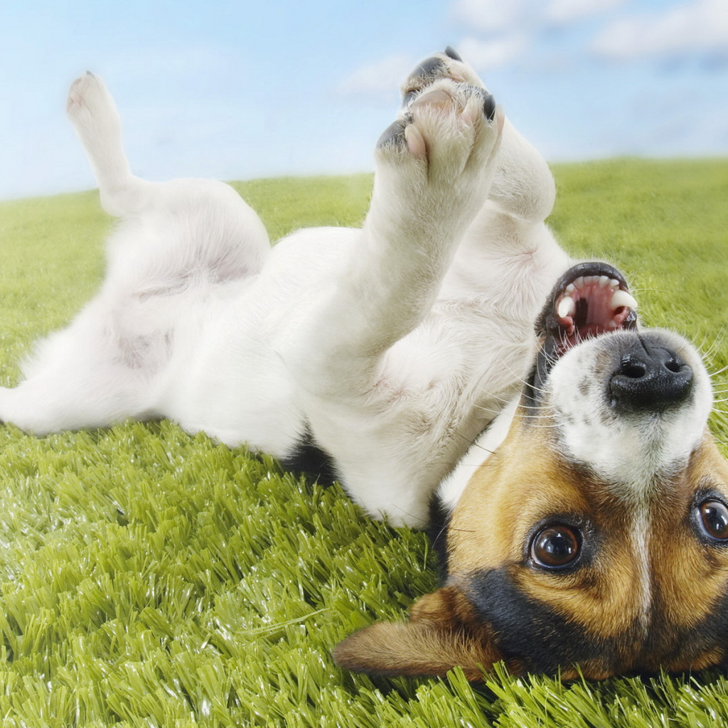 Джек-Рассел терьер